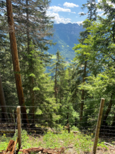 ARGE Schutzwaldtagung SGFV 2024 Exkursion Schutzwald Valens Andreas Eggenberger Zaun mit Gegenhangausblick.jpg